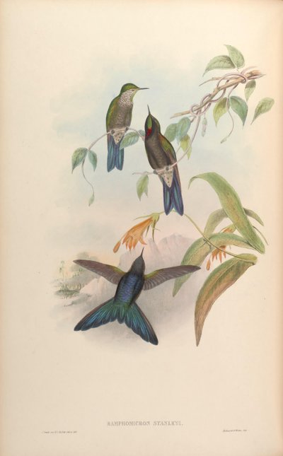 Ramphomicron stanleyi = Chalcostigma stanleyi von John Gould